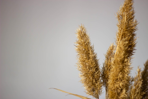 Een close-up van een plant met de bovenkant ervan