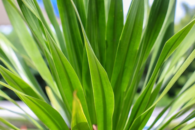 een close-up van een plant met een blauwe hemel op de achtergrond