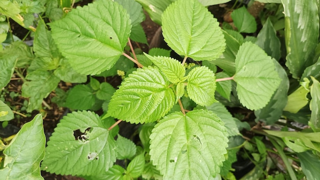 Een close-up van een plant met een groen blad en het woord "granaatappel" erop.