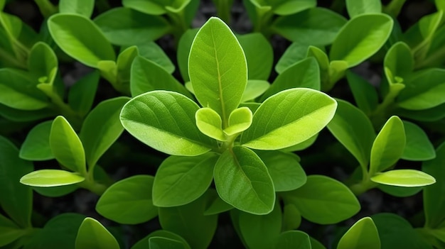 Een close-up van een plant met een groen blad