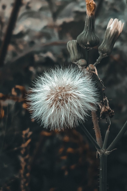 Een close-up van een plant met een witte bloem erop