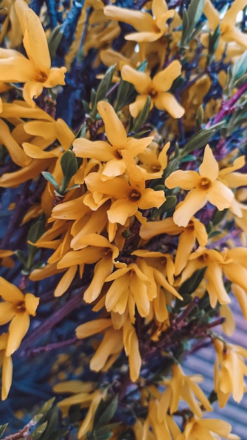 Een close-up van een plant met gele bloemen