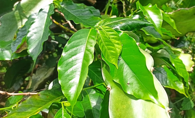 Een close-up van een plant met groene bladeren en een insect erop