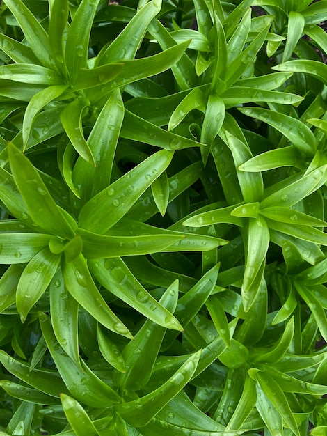 Een close-up van een plant met groene bladeren en het woord varen erop.