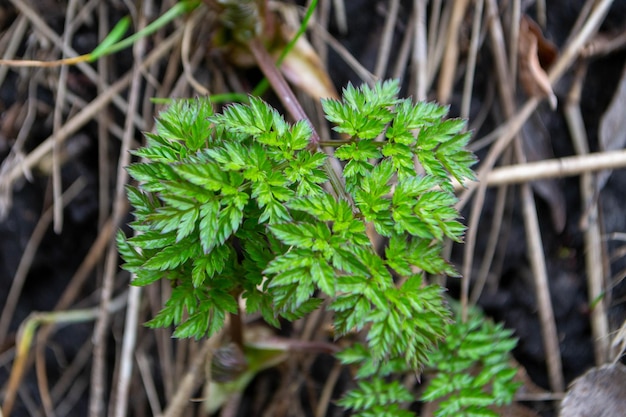 Foto een close-up van een plant met groene bladeren en het woord varens erop hoogwaardige foto