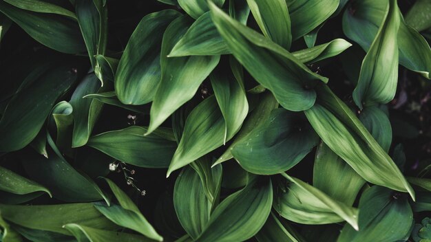 Een close-up van een plant met groene bladeren