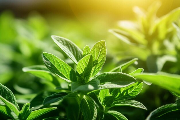 een close-up van een plant met groene bladeren