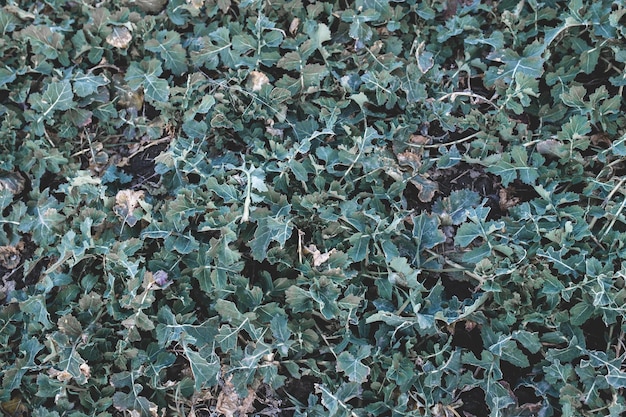 Een close-up van een plant met groene bladeren