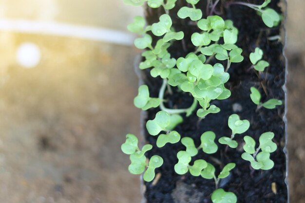 Een close-up van een plant met het woord zaailingen erop