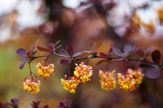 Een close-up van een plant met kleine gele bloemen