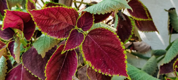 Een close-up van een plant met rode bladeren en groene bladeren