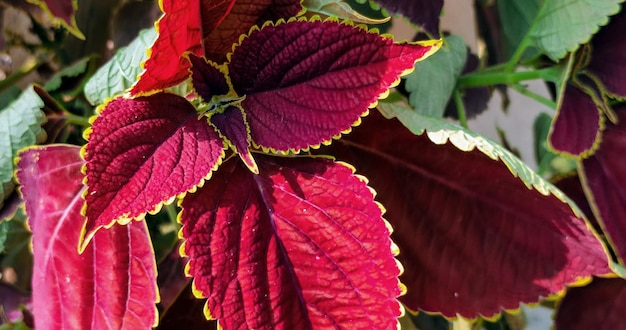 Een close-up van een plant met rode bladeren