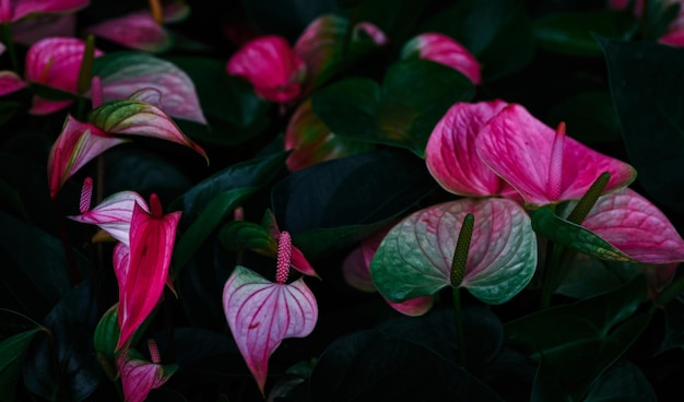 Een close-up van een plant met roze bladeren