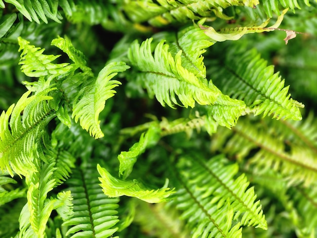 Een close-up van een plant met veel groene bladeren