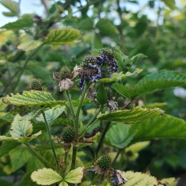 Een close up van een plant