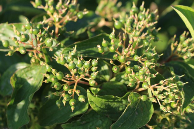 Een close up van een plant