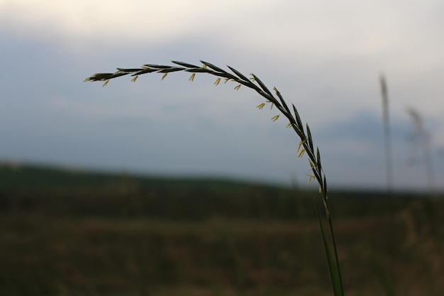 Een close up van een plant