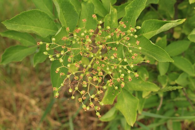 Een close up van een plant