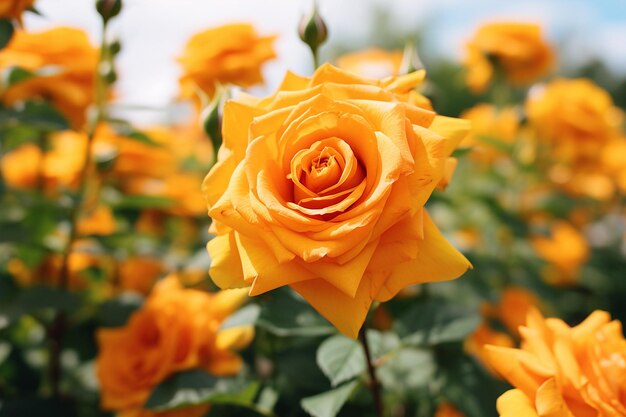 Een close-up van een roos met een veld van zonnebloemen op de achtergrond