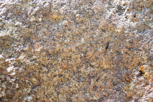 Een close-up van een rots met een zwarte kever erop