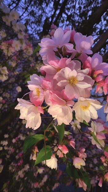 Een close-up van een roze bloem met het woord "erop"