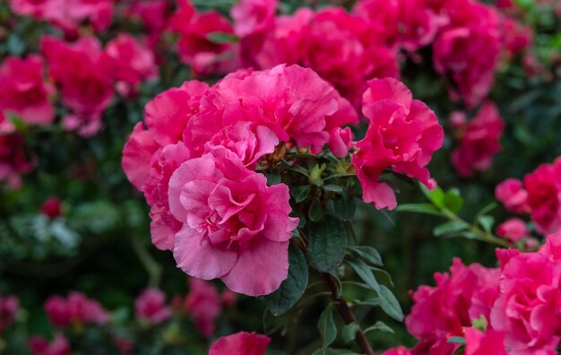 Foto een close-up van een roze bloem