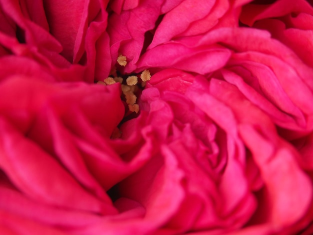 Een close-up van een roze bloem