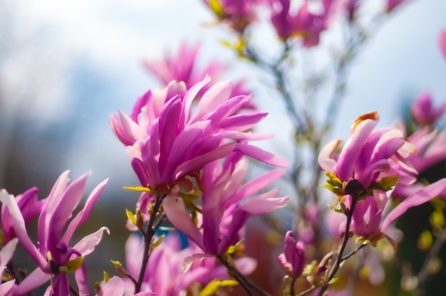 Een close-up van een roze magnoliabloem