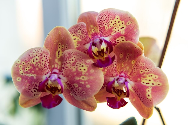 Een close-up van een roze orchidee met het woord orchidee erop