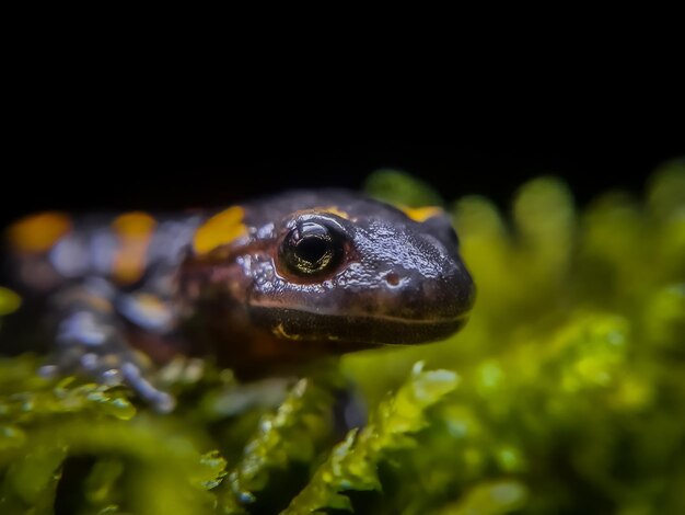 Een close-up van een salamander op een bemoste ondergrond