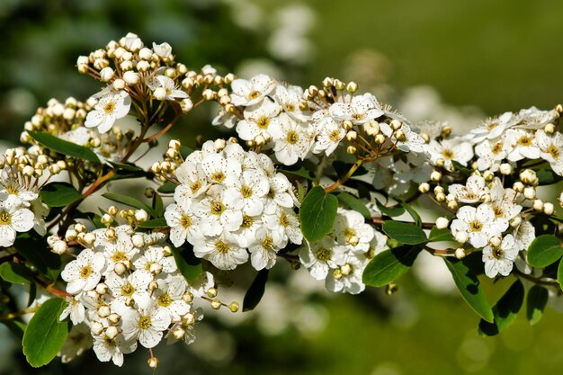 Een close-up van een struik met witte bloemen