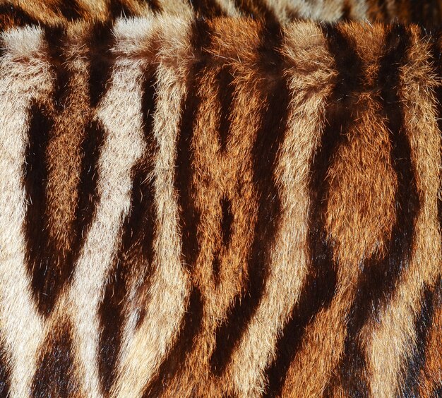 Een close-up van een tijgerbont met strepen.