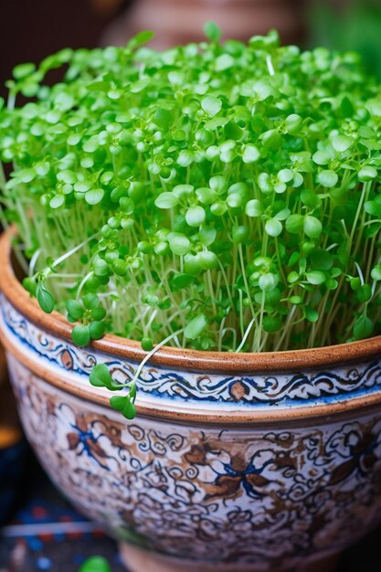 Foto een close-up van een traditionele sabzeh die in een decoratieve pot groeit