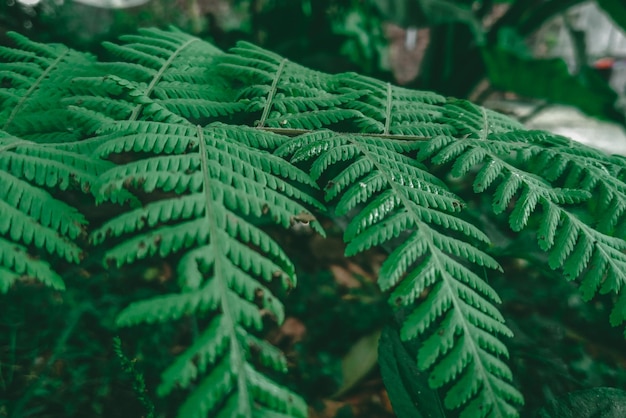 Een close-up van een varenblad in het bos