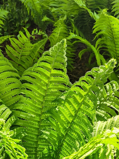 Een close-up van een varenblad