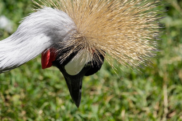 Foto een close-up van een vogel met een lange gevederde staart