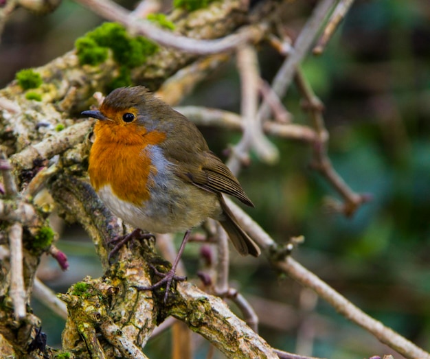 Een close-up van een vogel op de stengel