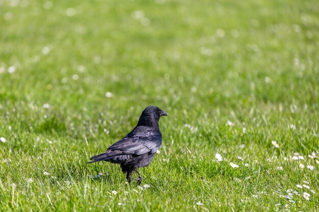 Een close-up van een vogel op het gras