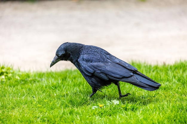 Een close-up van een vogel op het gras