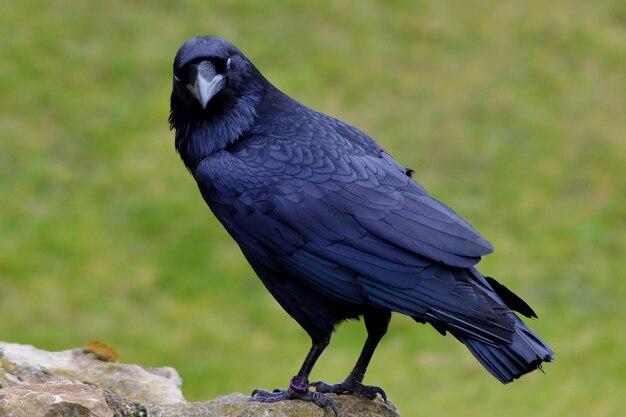 Foto een close-up van een vogel