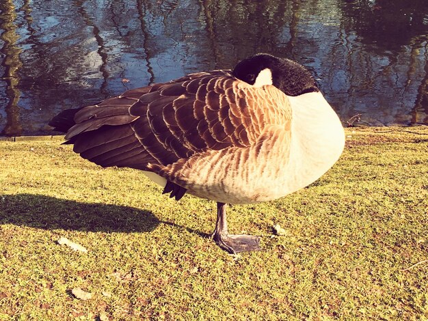 Foto een close-up van een vogel