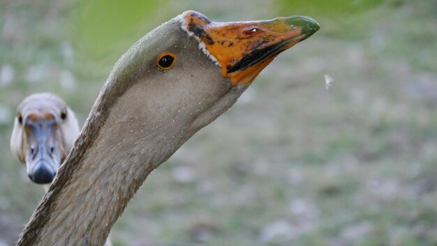 Een close-up van een vogel