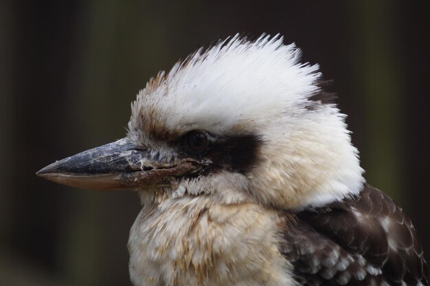 Een close-up van een vogel