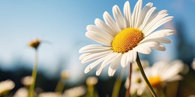 Een close-up van een witte bloem met een blauwe hemel op de achtergrond copyspace plaats voor tekst lente