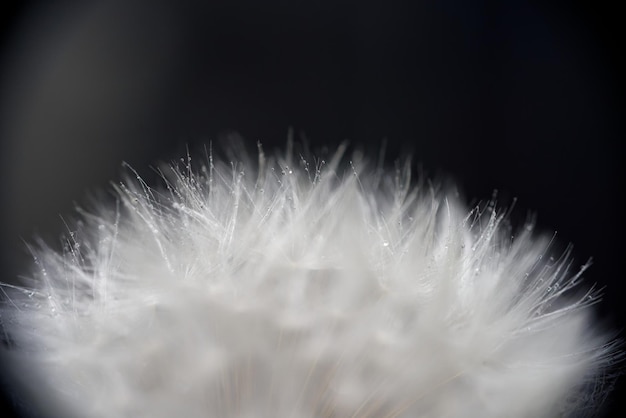 Foto een close up van een witte bloem met het woord 