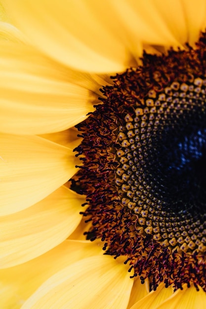 Een close-up van een zonnebloem met de zonnebloem in het midden