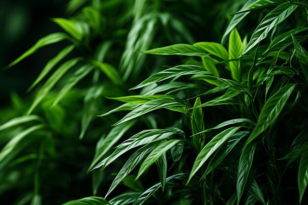 een close-up van enkele groene bladeren op een plant