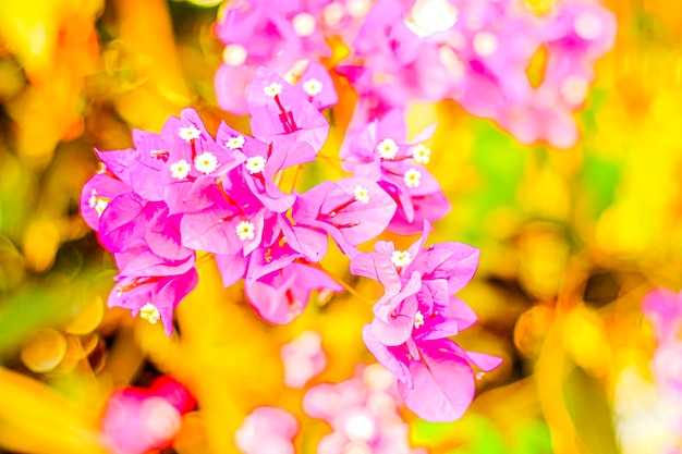 Een close-up van enkele paarse bloemen met het woord bougainville erop