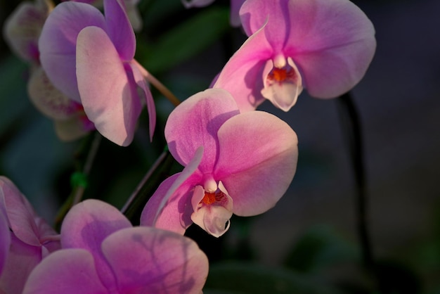 Een close-up van enkele roze orchideeën