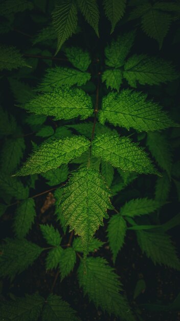Foto een close-up van groene bladeren in een bos